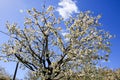 Cherry blossom at Jerte Valley, Cerezos en flor Valle del Jerte. Cherry blossom flowers are in bloom