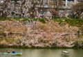 Cherry blossom at Kagurazaka, Tokyo, Japan