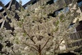 Cherry blossom at Kagurazaka, Tokyo, Japan