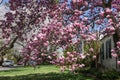 Cherry blossom in Kenwood MD Royalty Free Stock Photo