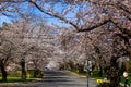 Cherry blossom in Kenwood MD Royalty Free Stock Photo