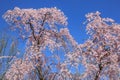 Cherry blossom in Kenwood MD Royalty Free Stock Photo