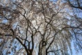 Cherry blossom in Kenwood MD Royalty Free Stock Photo