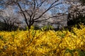 Cherry blossom in Kenwood MD Royalty Free Stock Photo