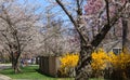 Cherry blossom in Kenwood MD Royalty Free Stock Photo