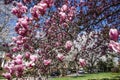 Cherry blossom in Kenwood MD Royalty Free Stock Photo