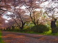 Cherry Blossom in Kitakami Japan Royalty Free Stock Photo