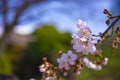 Cherry blossom at Koishikawa kourakuen park in Tokyo handheld closeup Royalty Free Stock Photo