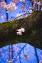 Cherry blossom at Koishikawa kourakuen park in Tokyo handheld closeup Royalty Free Stock Photo