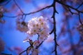 Cherry blossom at Koishikawa kourakuen park in Tokyo handheld closeup Royalty Free Stock Photo