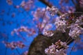 Cherry blossom at Koishikawa kourakuen park in Tokyo handheld closeup Royalty Free Stock Photo
