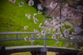 Cherry blossom at Koishikawa kourakuen park in Tokyo handheld closeup Royalty Free Stock Photo