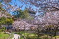 Cherry blossom at Kokura Castle in Kitakyushu, Fukuoka, Japan