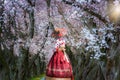 Cherry Blossom with Korean national dress