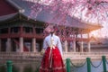 Cherry Blossom with Korean national dress at Gyeongbokgung Palace Seoul,South Korea Royalty Free Stock Photo