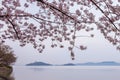 Cherry blossom with lake view
