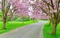 Cherry Blossom Lane