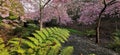 Cherry blossom and large fern branch in Aston Norwood garden in New Zealand