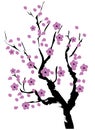 Vector cherry blossom lavender color.