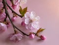 Cherry blossom on light pink background. The beauty of spring and the transient nature Royalty Free Stock Photo