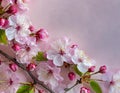 Cherry blossom on light pink background. The beauty of spring and the transient nature