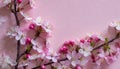 Cherry blossom on light pink background. The beauty of spring and the transient nature