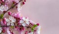 Cherry blossom on light pink background. The beauty of spring and the transient nature