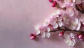 Cherry blossom on light pink background. The beauty of spring and the transient nature