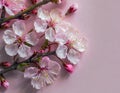 Cherry blossom on light pink background. The beauty of spring and the transient nature Royalty Free Stock Photo