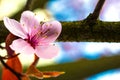 Cherry Blossom macro on a bokeh background Royalty Free Stock Photo