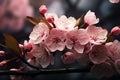 Cherry blossom magic Blooming flower tree, decorative romantic botanical graphic