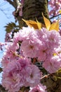 Cherry blossom in Mainz in Germany. Royalty Free Stock Photo