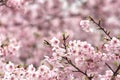 Cherry Blossom Royalty Free Stock Photo