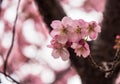 Cherry Blossom Royalty Free Stock Photo