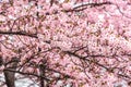 Cherry Blossom Royalty Free Stock Photo