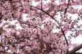 Cherry Blossom Royalty Free Stock Photo