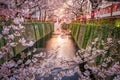 Cherry blossom at Meguro Canal in Tokyo, Japan