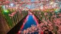 Cherry blossom at Meguro Canal in Tokyo, Japan