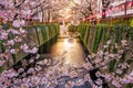 Cherry blossom at Meguro canal at twilight in Tokyo