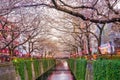 Cherry blossom at Meguro canal at twilight in Tokyo