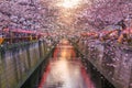 Cherry blossom at Meguro canal at twilight in Tokyo