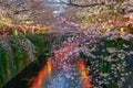 Cherry blossom at Meguro canal at twilight in Tokyo
