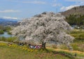 Cherry blossom in Miyagi, Japan