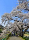 Cherry blossom in Miyagi, Japan