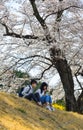 Cherry blossom in Miyagi, Japan