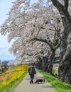 Cherry blossom in Miyagi, Japan