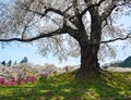 Cherry blossom in Miyagi, Japan