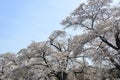 Cherry blossom in Miyagi, Japan