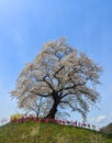 Cherry blossom in Miyagi, Japan
