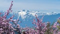 Cherry blossom with mountains views